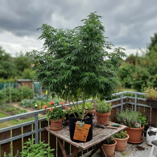 Grow Stofftopf Living Soil organic